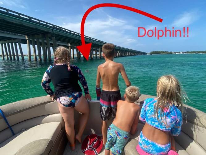 dolphin at Crab Island